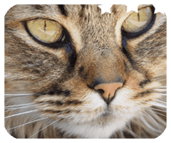 未来科技城HD安卓版正式版