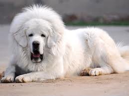 花瓣搜索安卓版2024最新下载无广告版本