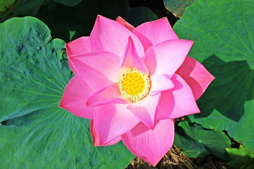 宅猫专家端APP安装最新版2024