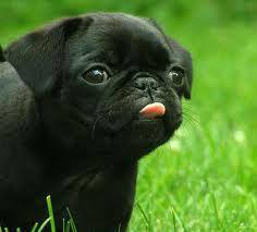 宝宝起名打分安卓版官方版